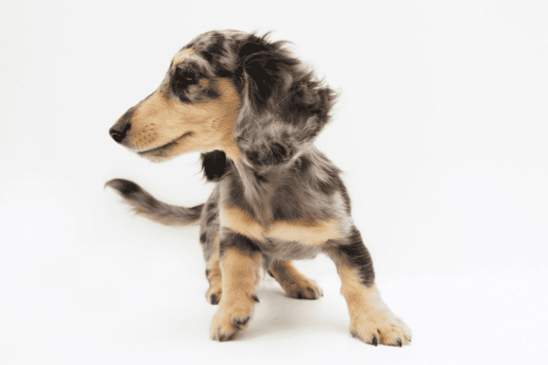 Are miniature dachshunds good pets? dachshundcentral