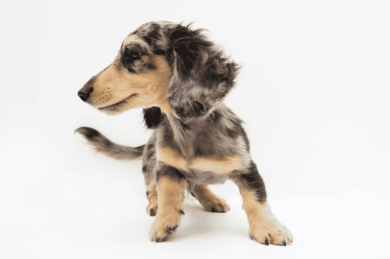 are miniature dachshund hypoallergenic