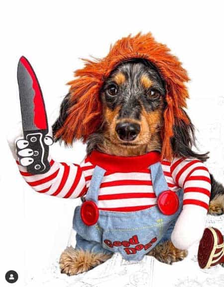 Cute Costumes for Dachshunds - dachshund-central