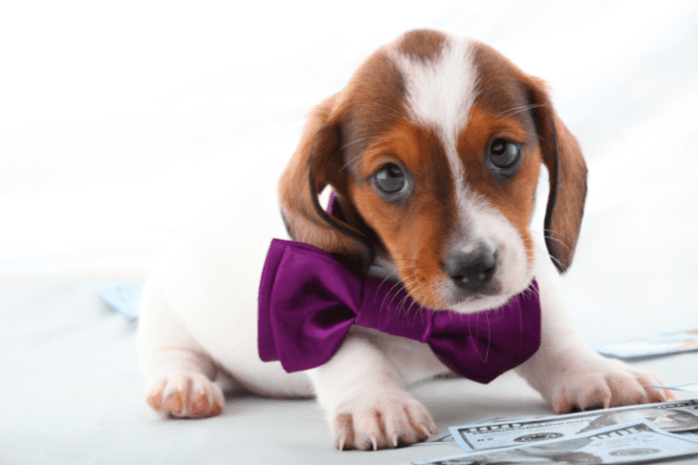 piebald dachshund