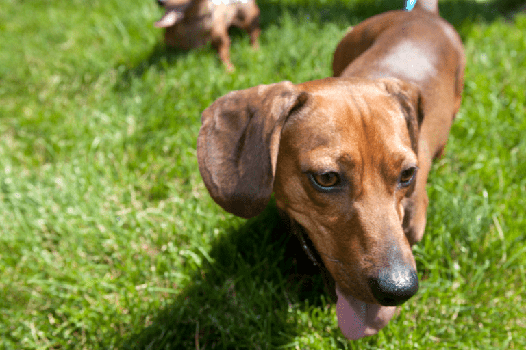 Why are dachshunds so adorable? dachshundcentral