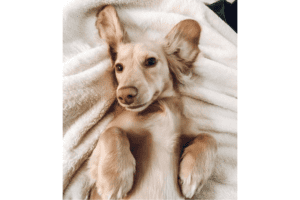 The English Cream Dachshund - dachshund-central
