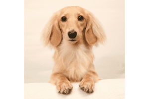 The English Cream Dachshund - dachshund-central