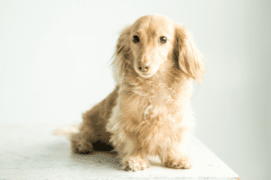 The English Cream Dachshund - dachshund-central