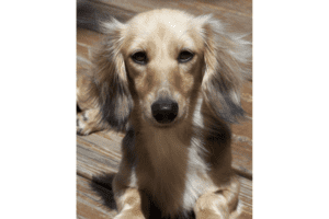The English Cream Dachshund - dachshund-central
