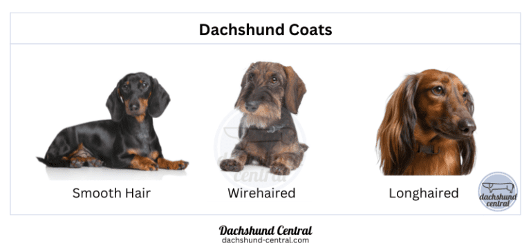 Types of Dachshunds: Sizes, Coats, and Colors - dachshund-central