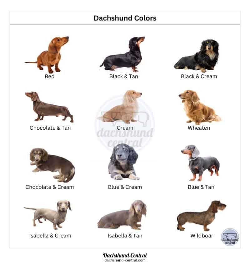 Different Dachshund Coat Colors