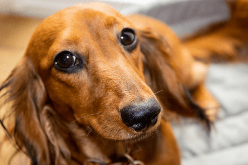 do smooth haired dachshunds shed