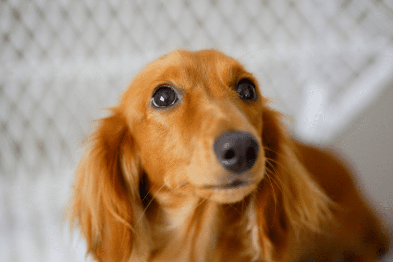 Do long-haired dachshunds shed? - dachshund-central