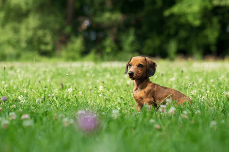Tiny Rabbit Dachshund (Kaninchen) standing in grass
