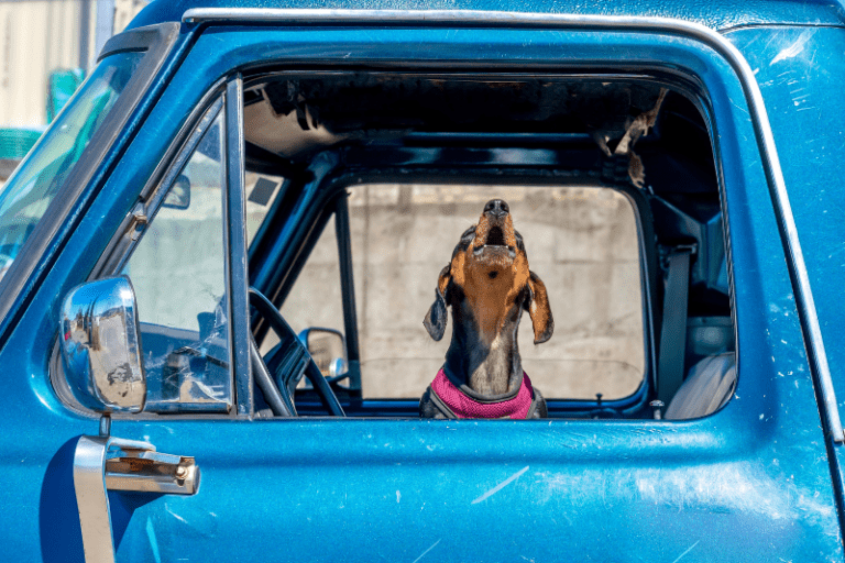 Dachshund safely secured in a car in the back seat