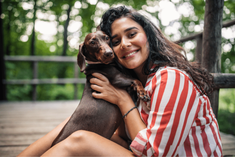 Dachshund cuddling on its owner's lap