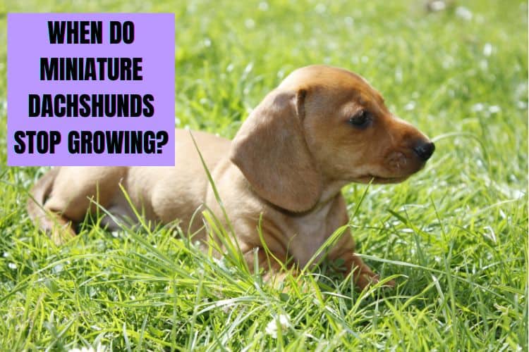 what age are miniature dachshunds full grown