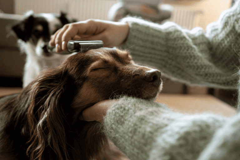 How Do I Remove Dog Hair From Clothes And Washing Machine? dachshund