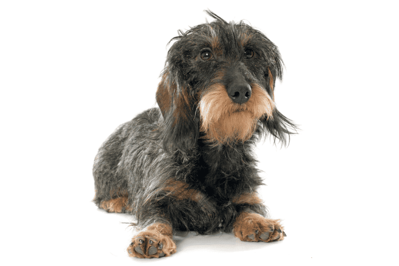wirehaired dachshund
