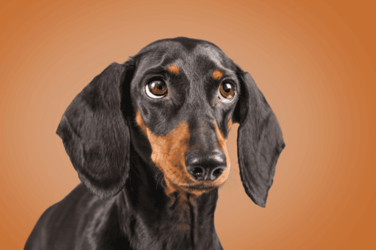 Interesting facts about dachshunds that you didn't know - dachshund-central