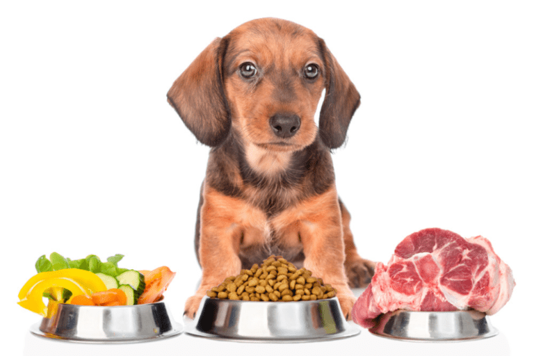 Dachshund eating from a bowl of allergy-friendly dog food