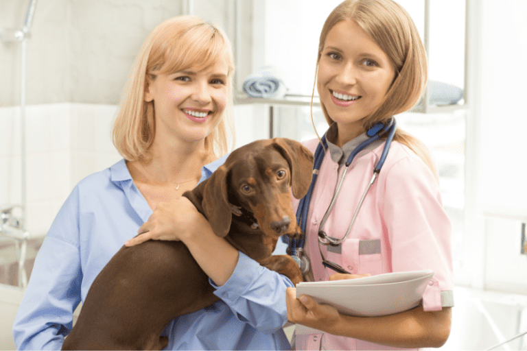 Dachshund being examined by a veterinarian for skin allergies