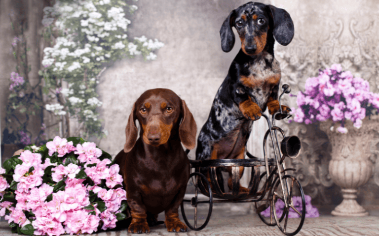 dachshund decor