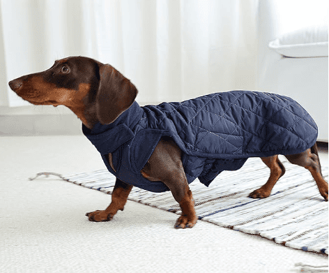 dachshund coat