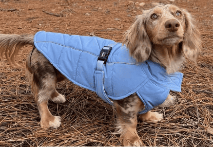 dachshund puffer coat