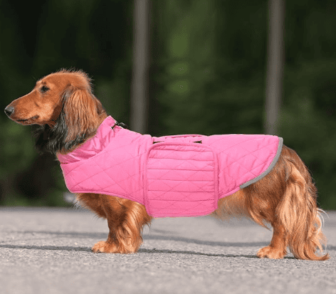 dachshund quilted coat