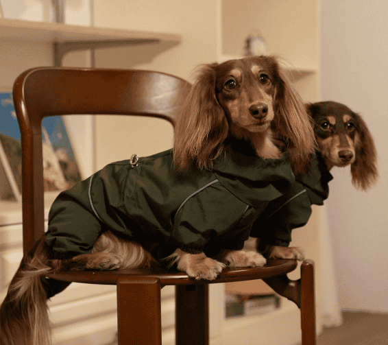dachshund raincoat