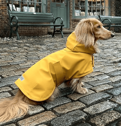 dachshund raincoat