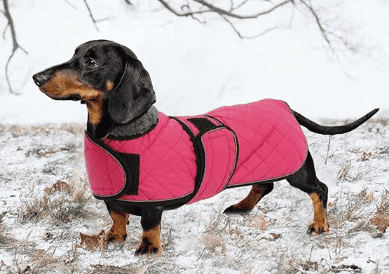 Dachshund quilted coat