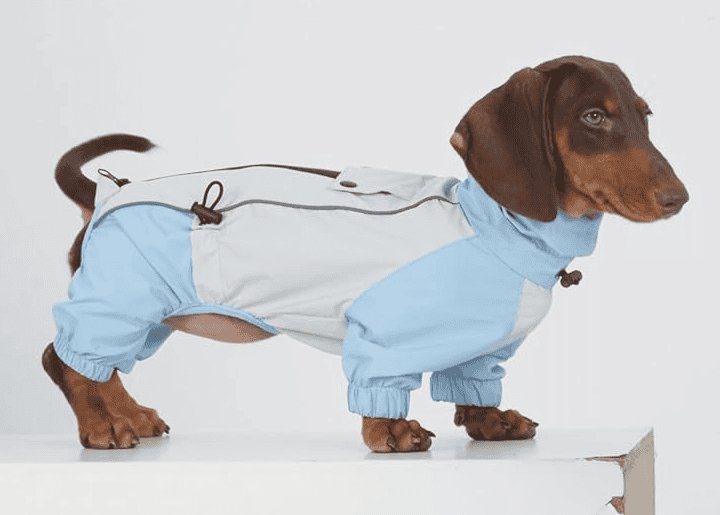 dachshund raincoat windbraker