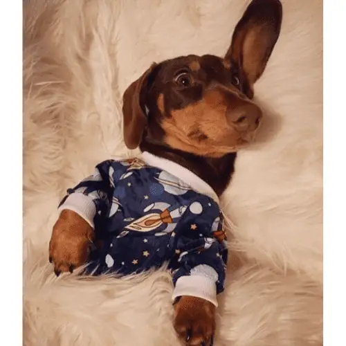 CuteBone Rocket Dachshund Pajama
