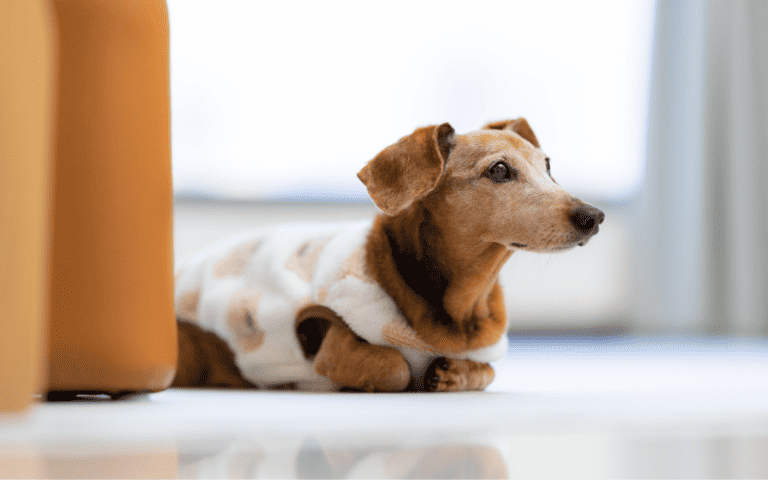 dachshund pajamas