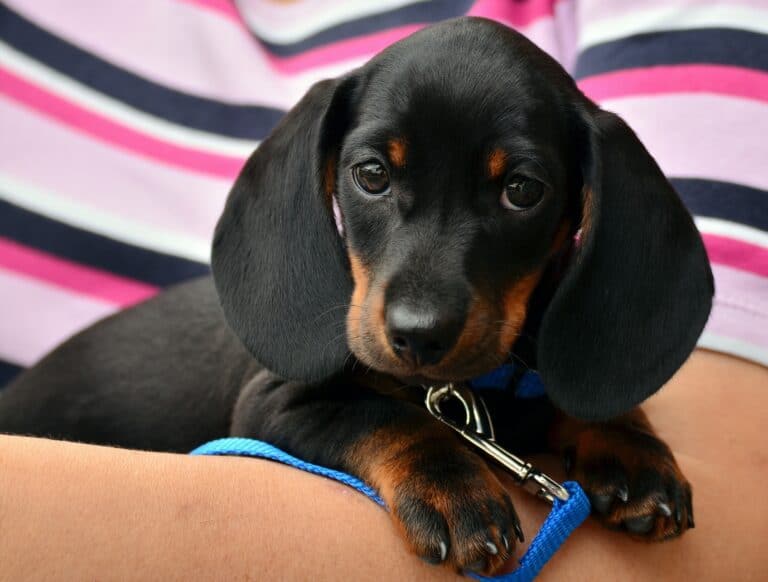 adorable black and tan dachshund