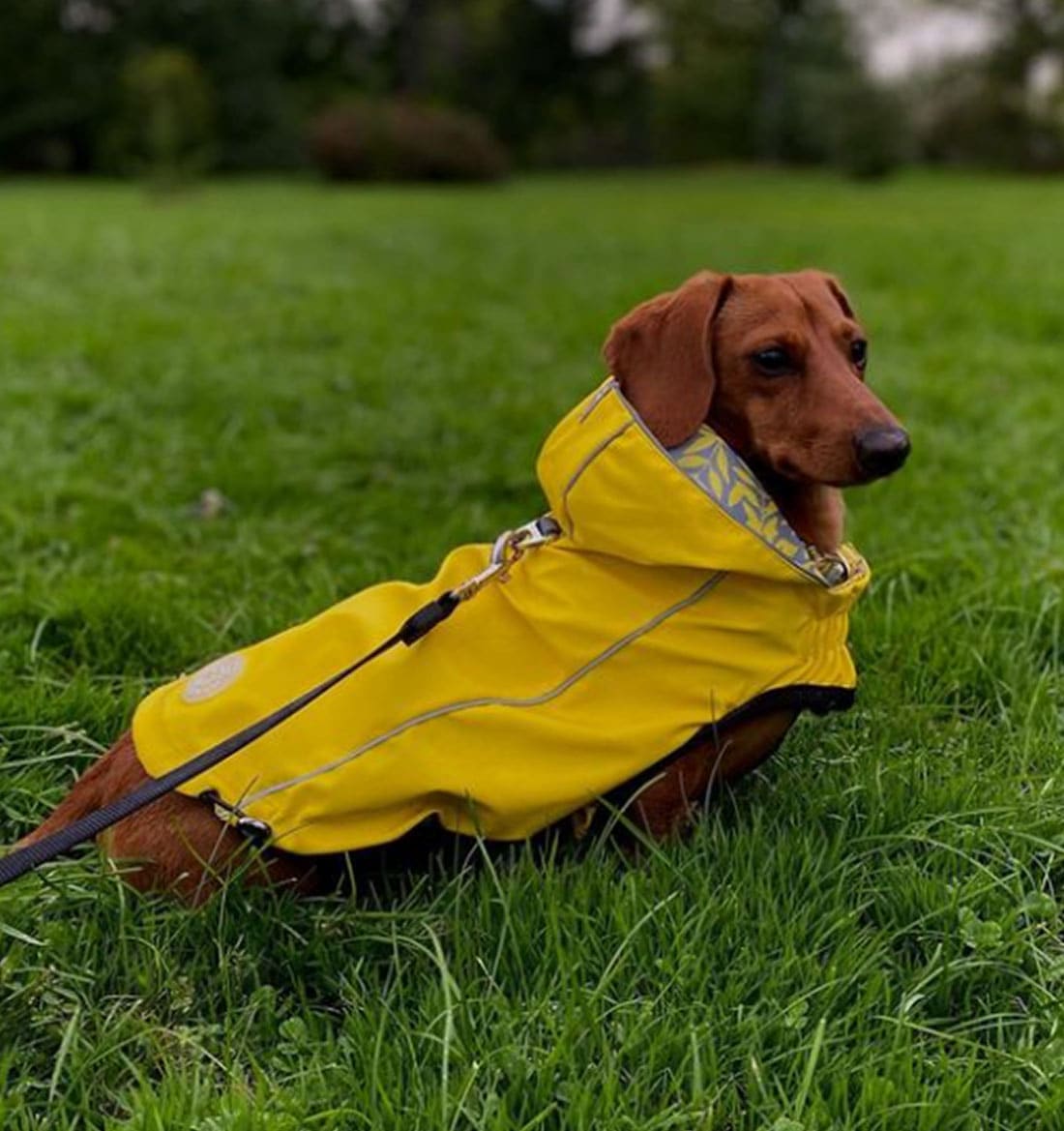 Dachshund Raincoat Yellow