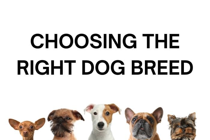 Dog breed compatibility test